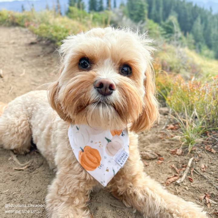 Pumpkin Patch Bandana