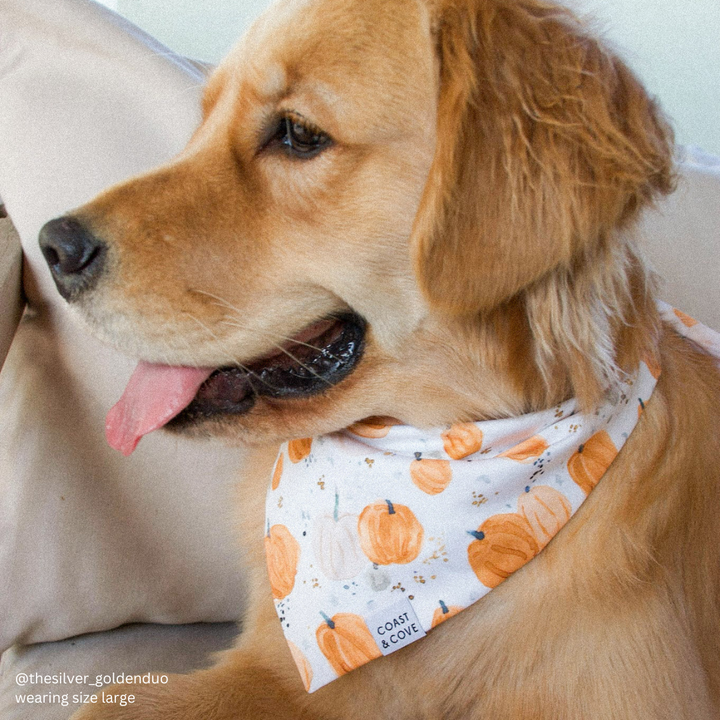Pumpkin Patch Bandana