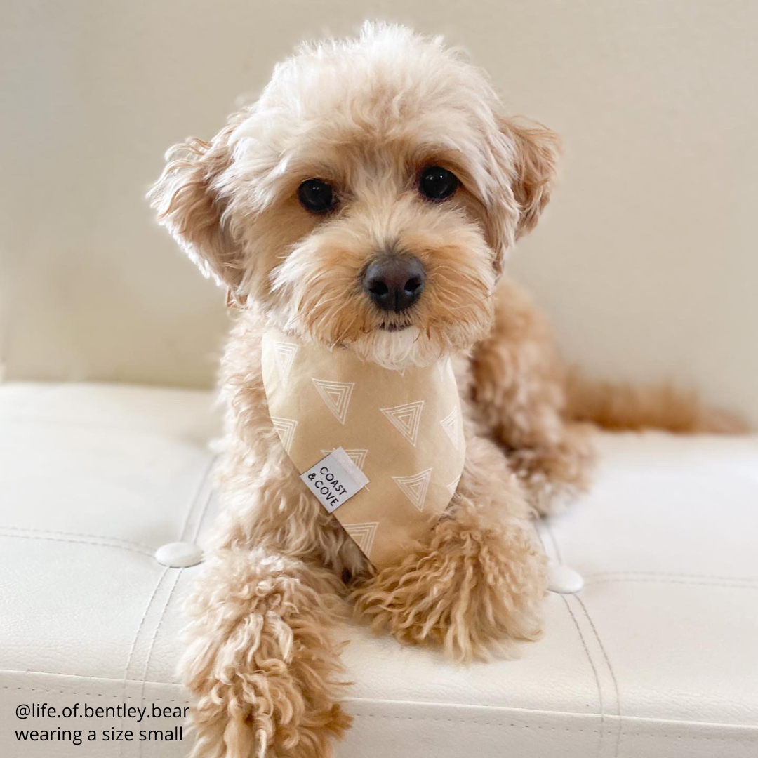 Vanilla Spice Bandana