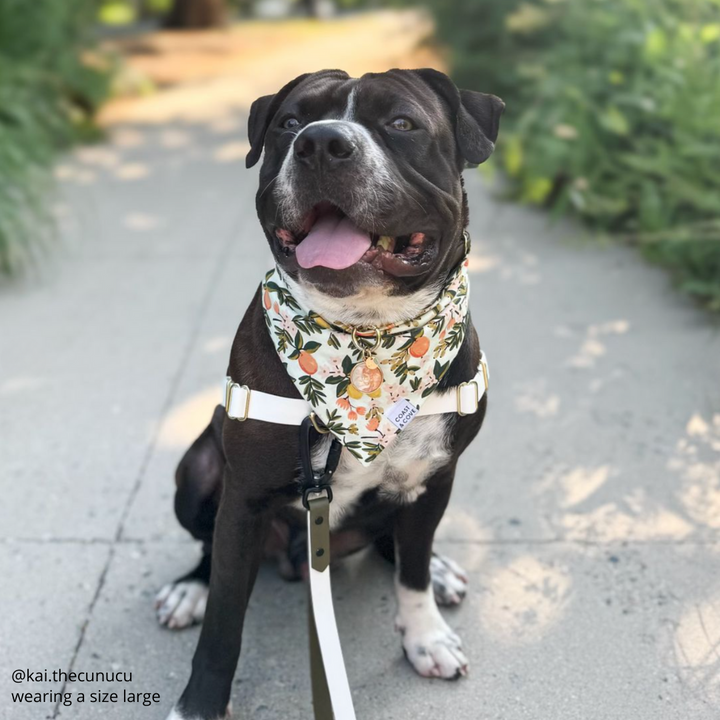 Sweet Clementine Bandana