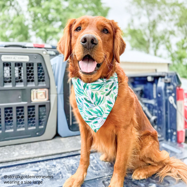 Eucalyptus Grove Bandana
