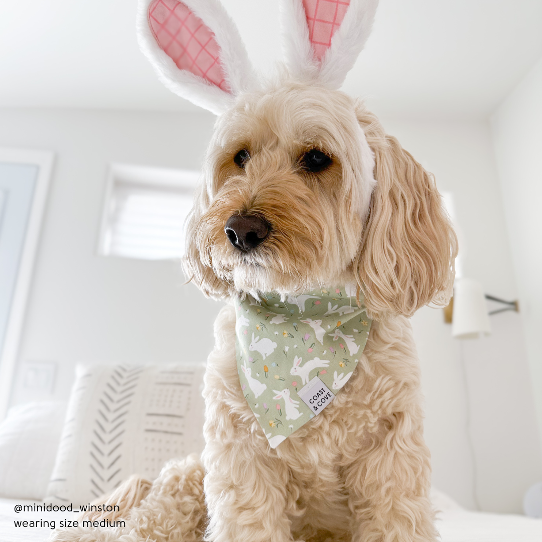 Hoppy Paws Bandana