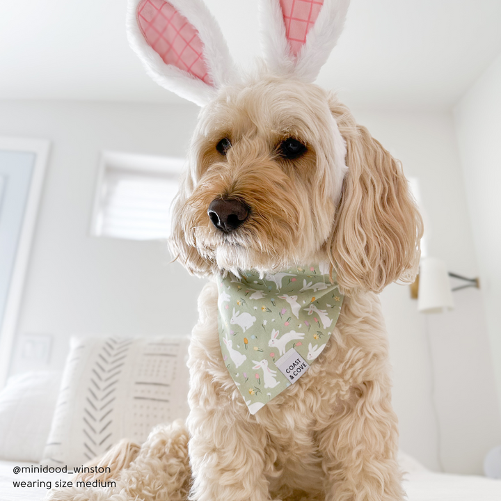 Hoppy Paws Bandana