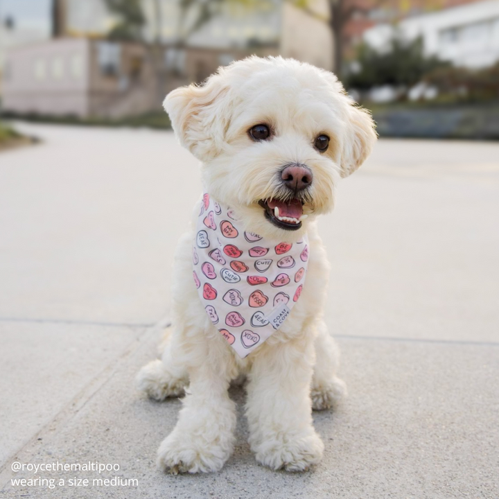 Be Mine Bandana