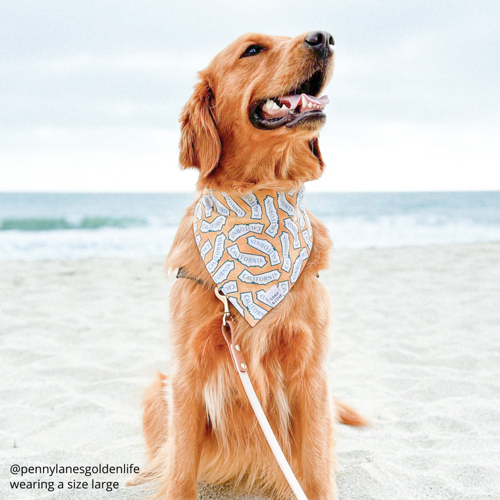 California Dreamin' Bandana