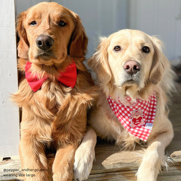 Be Mine Bear Bandana