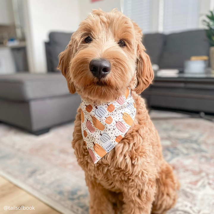Autumn Harvest Bandana