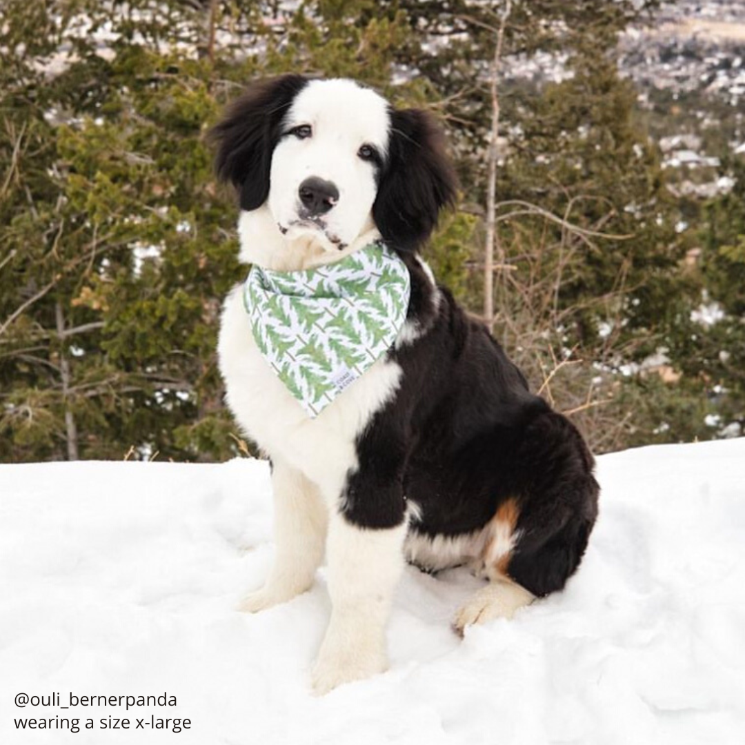 Balsam Fir Bandana
