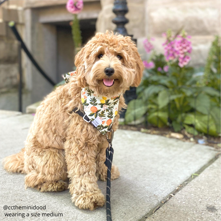 Sweet Clementine Bandana