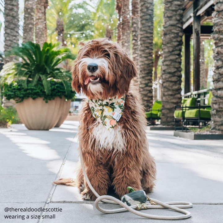 Sweet Clementine Bandana
