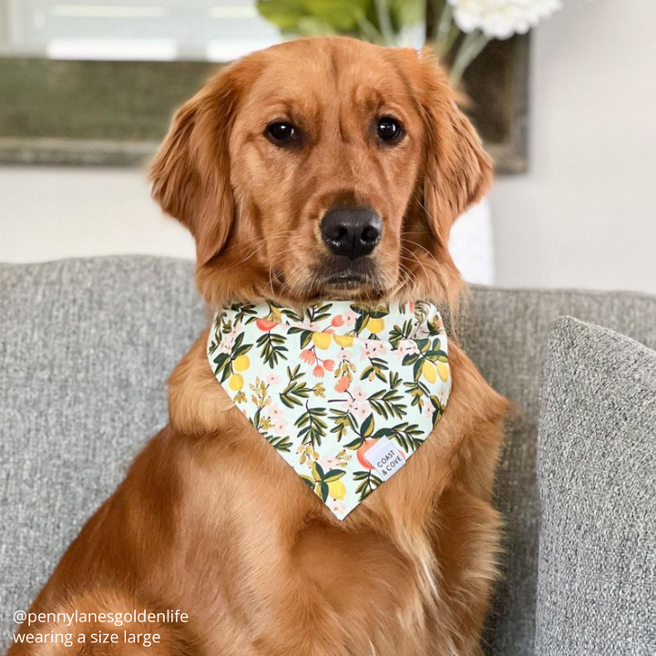 Sweet Clementine Bandana