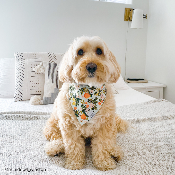 Sweet Clementine Bandana