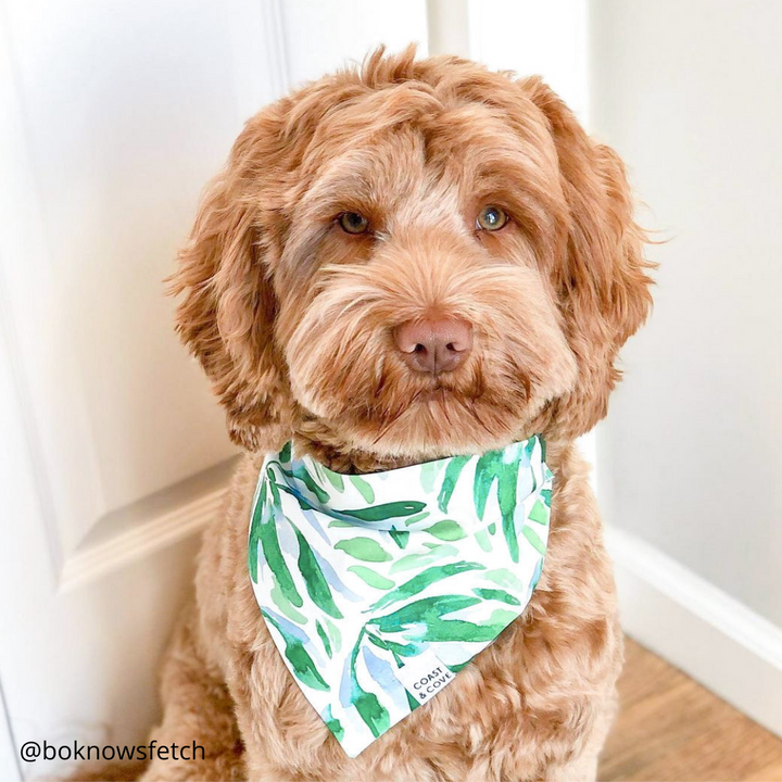 Eucalyptus Grove Bandana