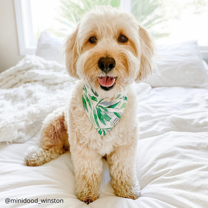 Eucalyptus Grove Bandana