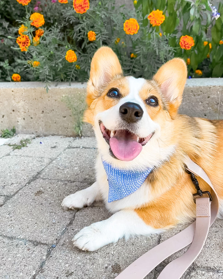 beautiful corgi dog wearing our blue "moonscape" pet bandana while posing next to some flowers