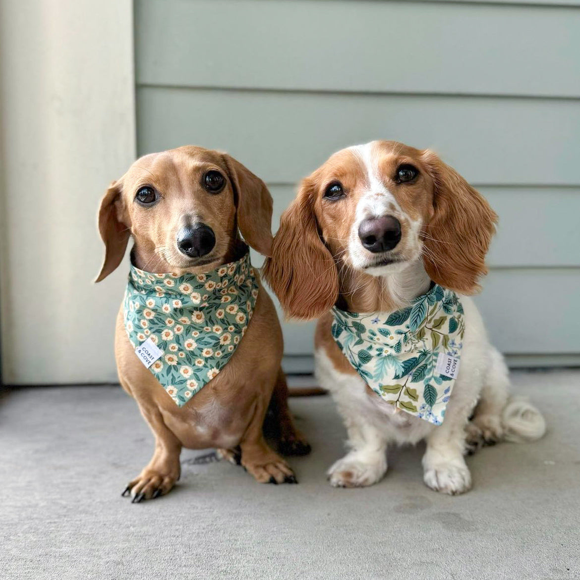Two dachshunds sitting side by side wearing matching green floral bandanas, posed in front of a light gray siding wall.