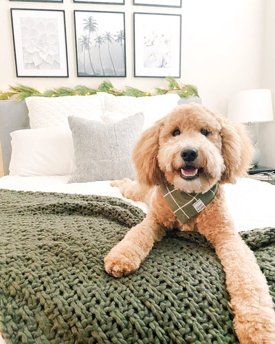 A sweet mini goldendoodle dog sitting on the bed in a green plaid bandana 