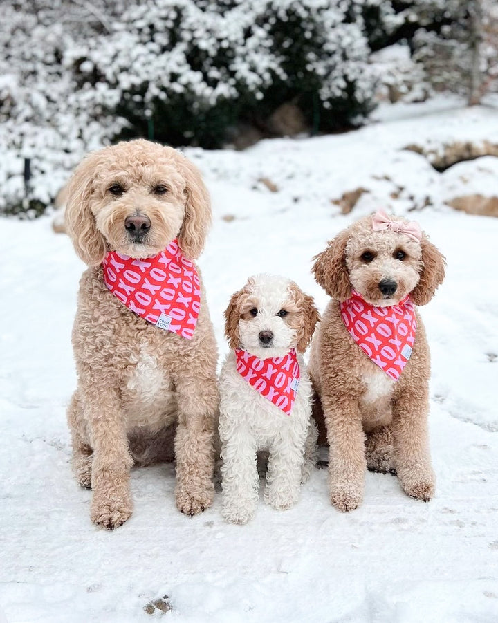 three goldendoodle pups all matching in our pink "Hugs & Kisses" pet bandana while hanging out in the snow!