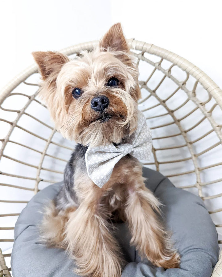 Cute yorkie dog wearing our Dandelion Dream bow tie