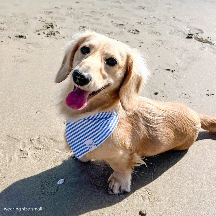 Blue Seersucker Bandana