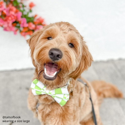 Key Lime Check Bow Tie