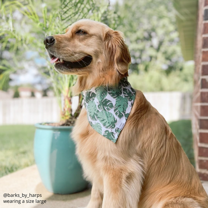 Monstera Bandana