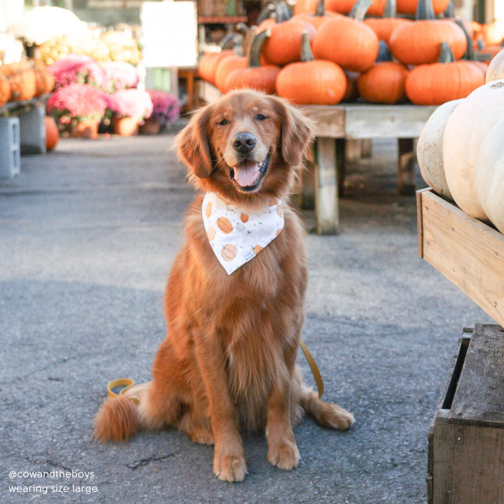 Pumpkin Patch Bandana