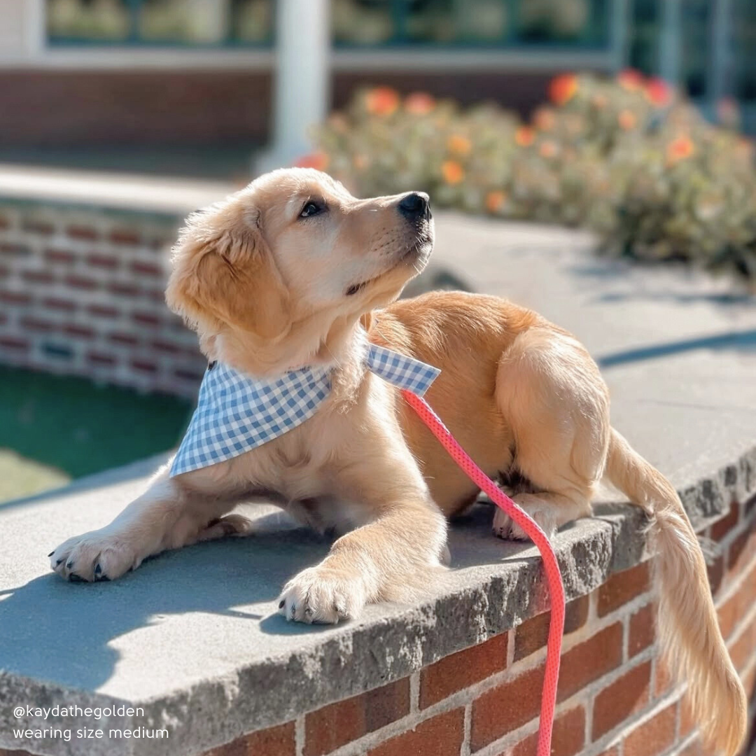 Picnic in the Park Bandana