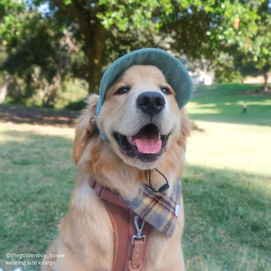 Baseball Hat for Dogs