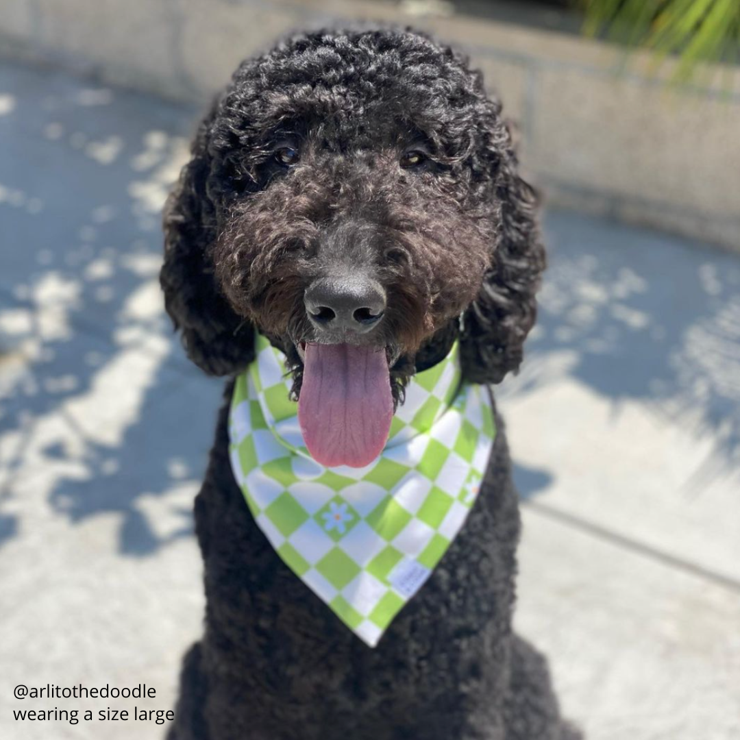 Key Lime Check Bandana