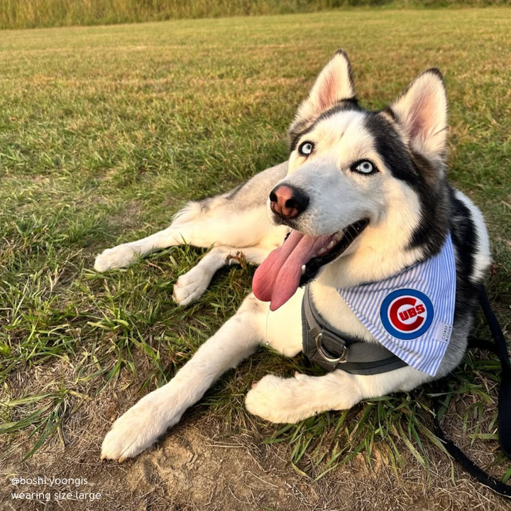 Your Team MLB Bandana [CUSTOM MADE TO ORDER]