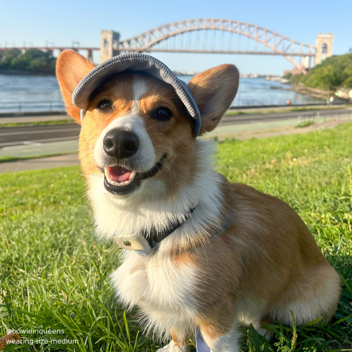 Baseball Hat for Dogs