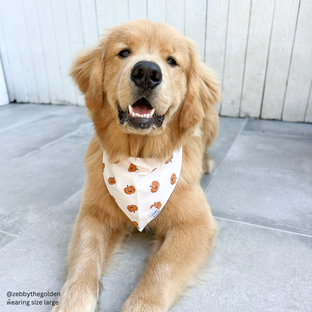 Happy Pumpkin Bandana