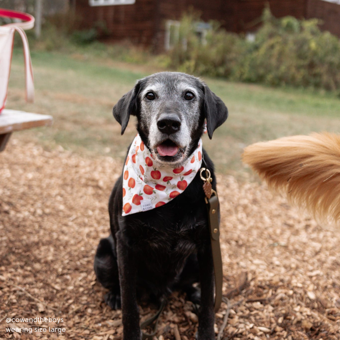 Apple Picking Bandana