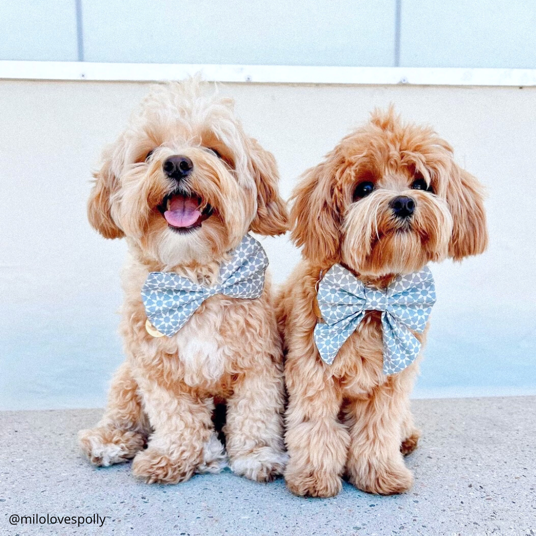 Santorini Bow Tie