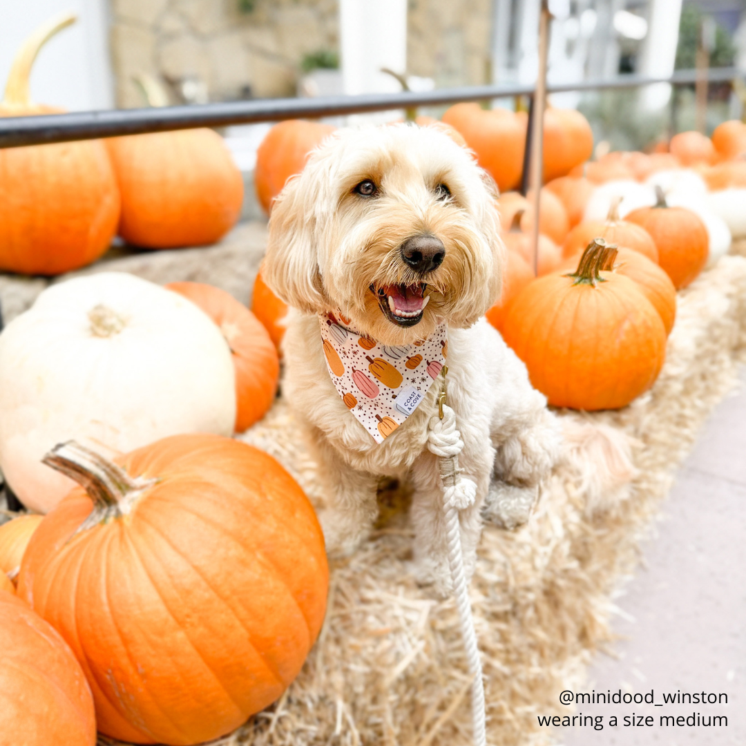 Autumn Harvest Bandana