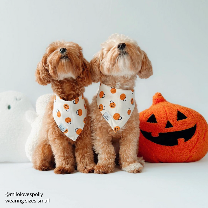 Trick-or-Treat Bandana