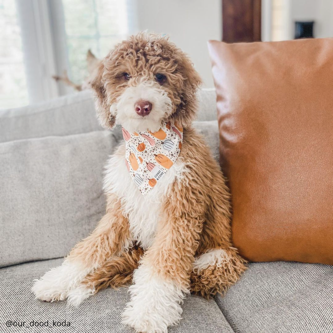 Autumn Harvest Bandana