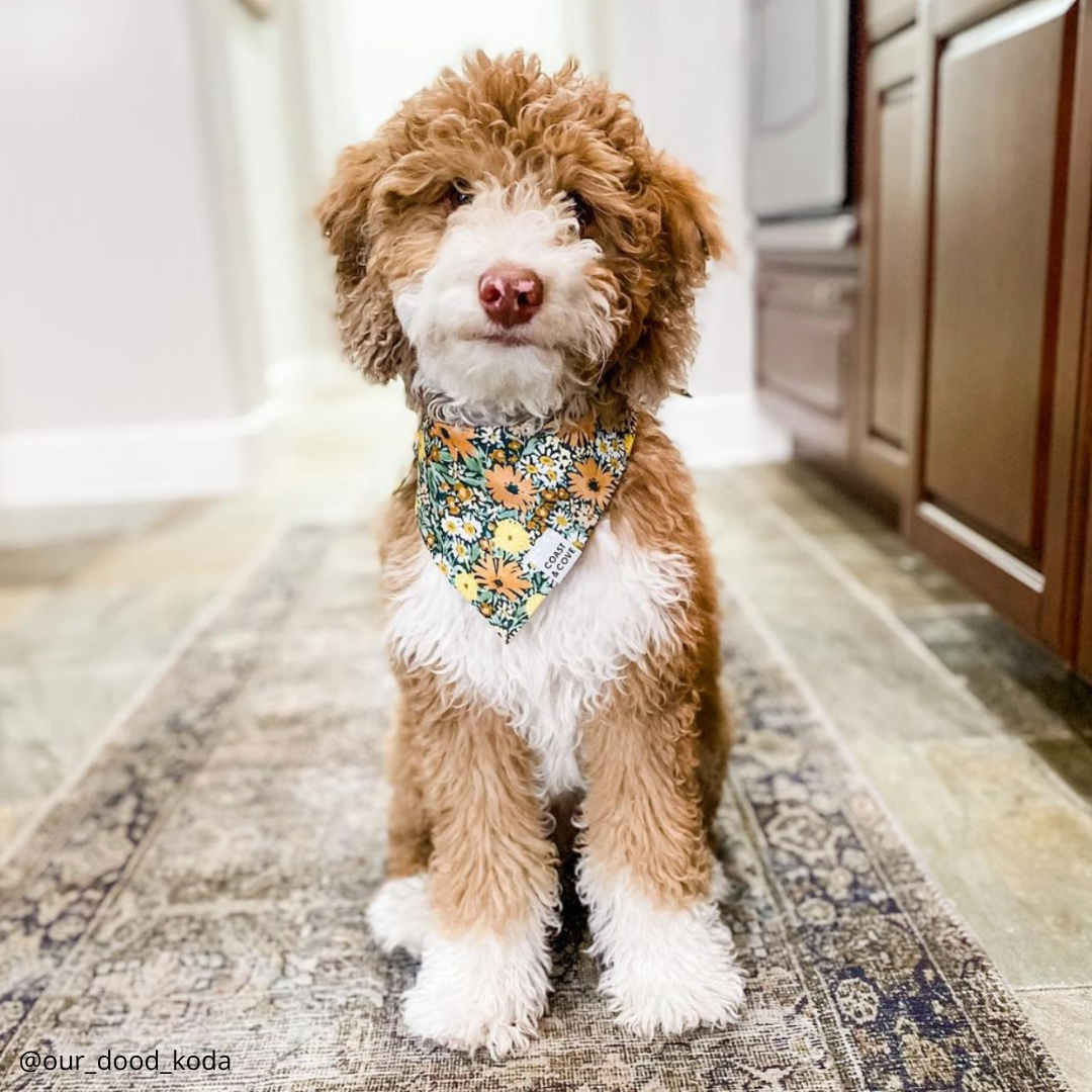 Meadow Bandana