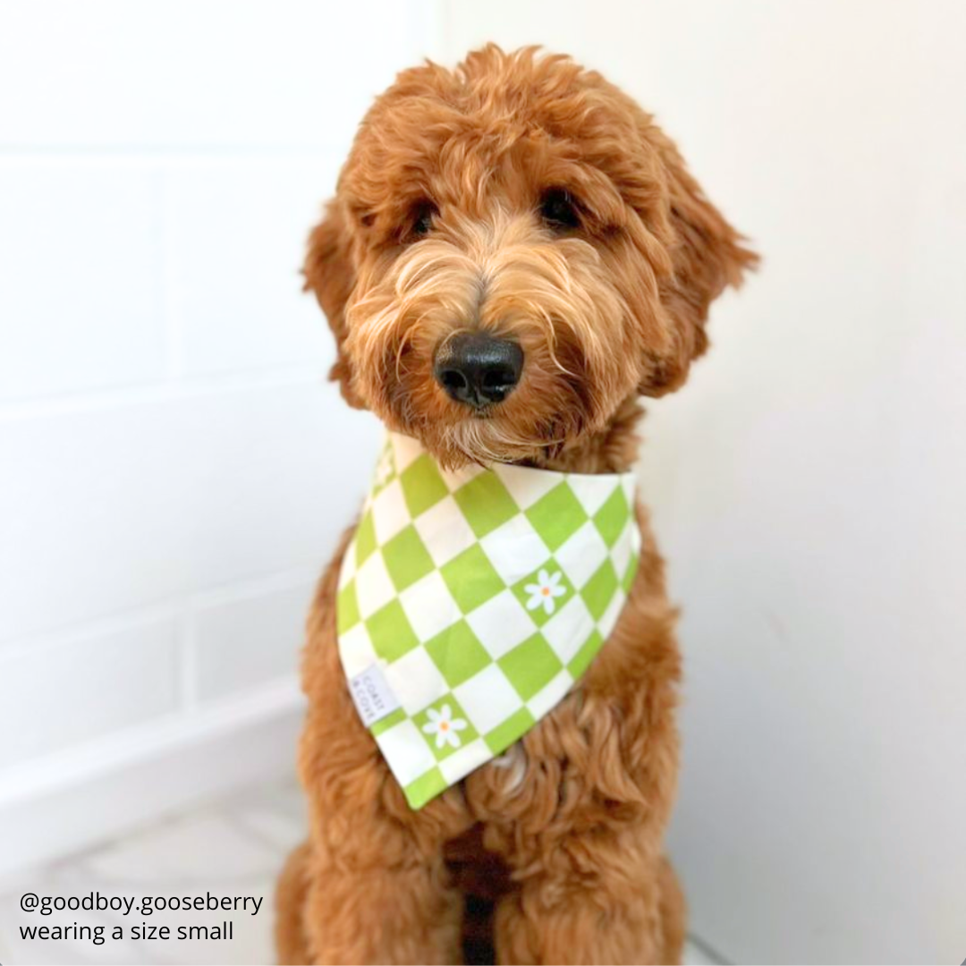 Key Lime Check Bandana