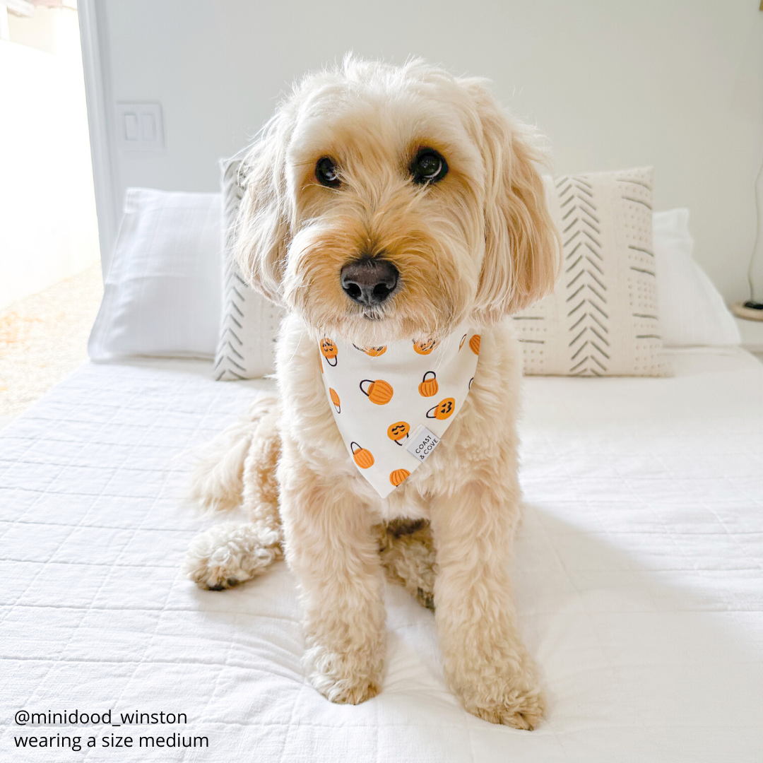 Trick-or-Treat Bandana