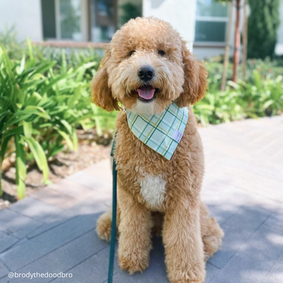 Good Luck Plaid Bandana