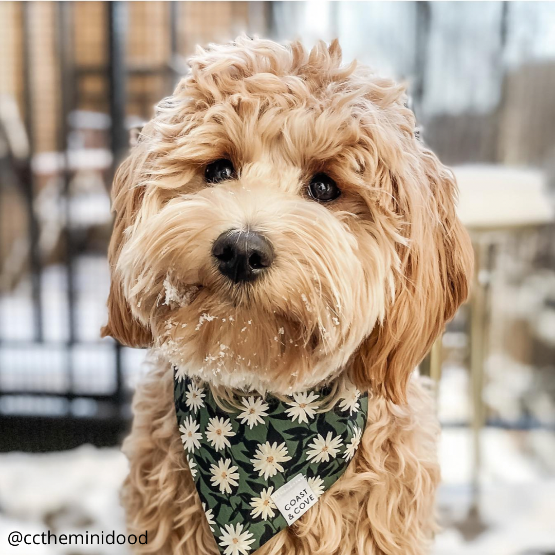 Emerald Floral Bandana
